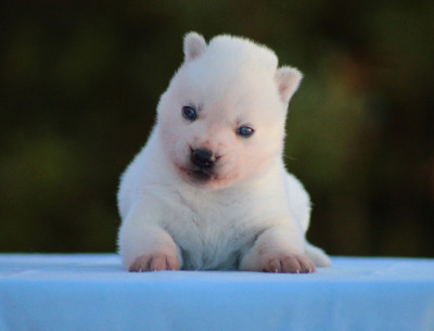 CHIOT 4