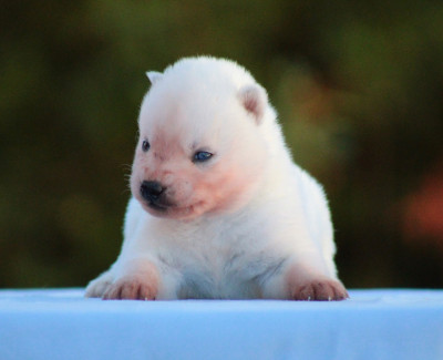 CHIOT 6