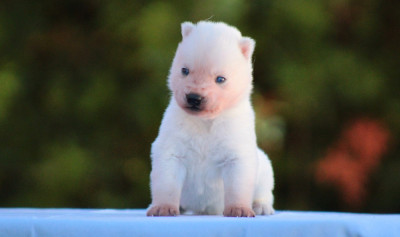 CHIOT 7