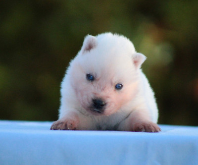CHIOT 1