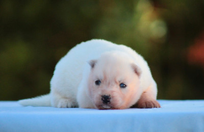 CHIOT 2