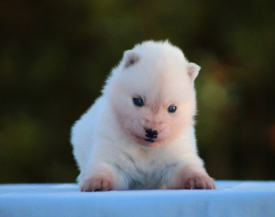 CHIOT 3