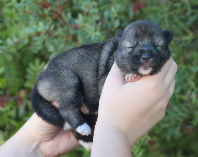 CHIOT 7