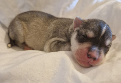 Artic Dreamer Koda