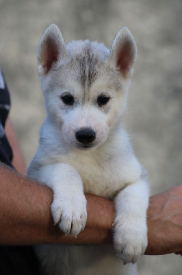 Amazing Soul Yukon