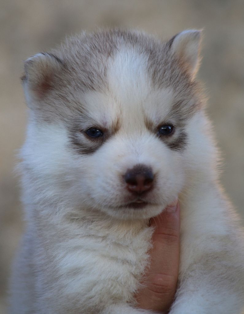 Of Masadora - Chiots disponibles - Siberian Husky