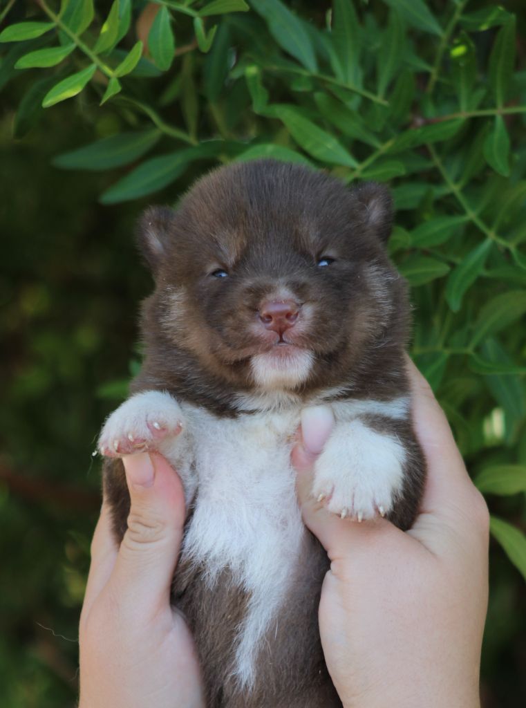Of Masadora - Chiots disponibles - Siberian Husky