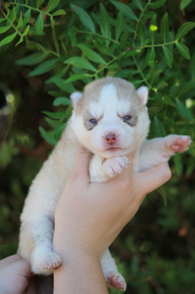 Of Masadora - Chiots disponibles - Siberian Husky