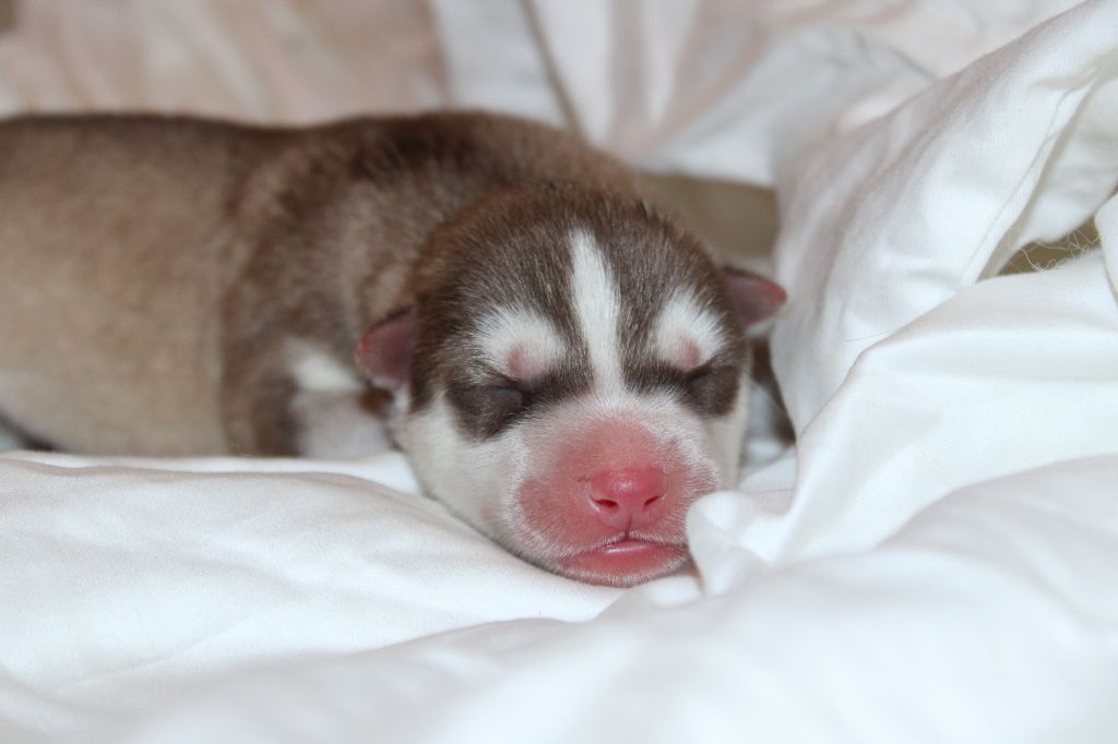Of Masadora - Chiots disponibles - Siberian Husky