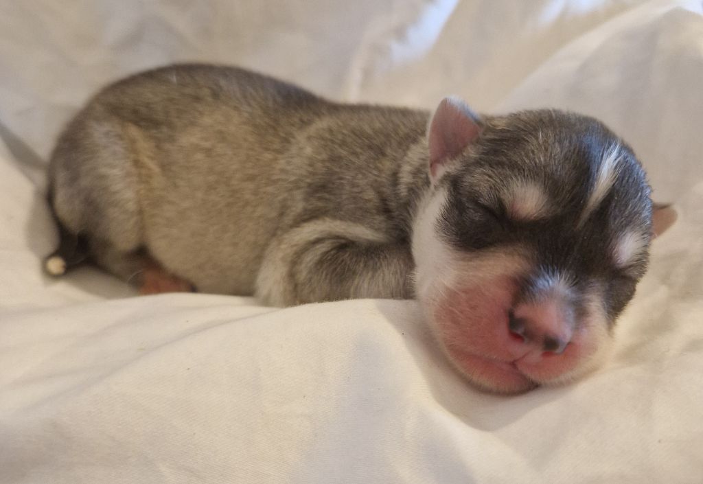 Of Masadora - Chiots disponibles - Siberian Husky