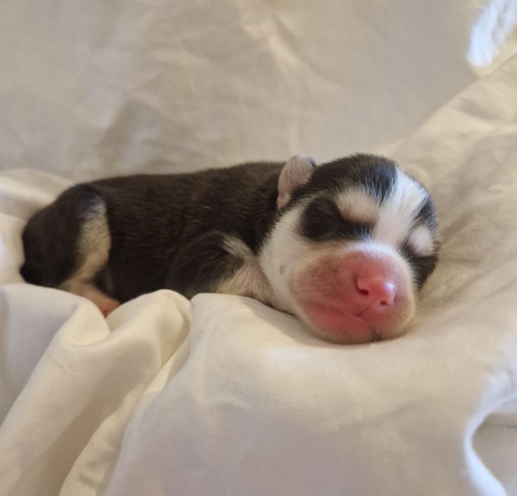 Of Masadora - Chiots disponibles - Siberian Husky