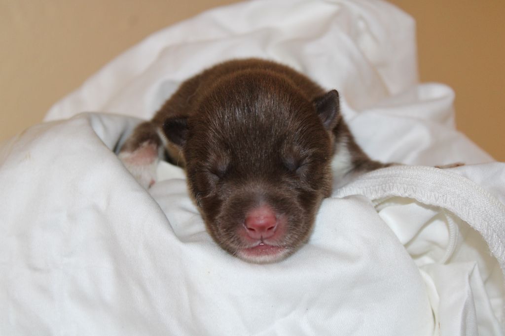 Of Masadora - Chiots disponibles - Siberian Husky