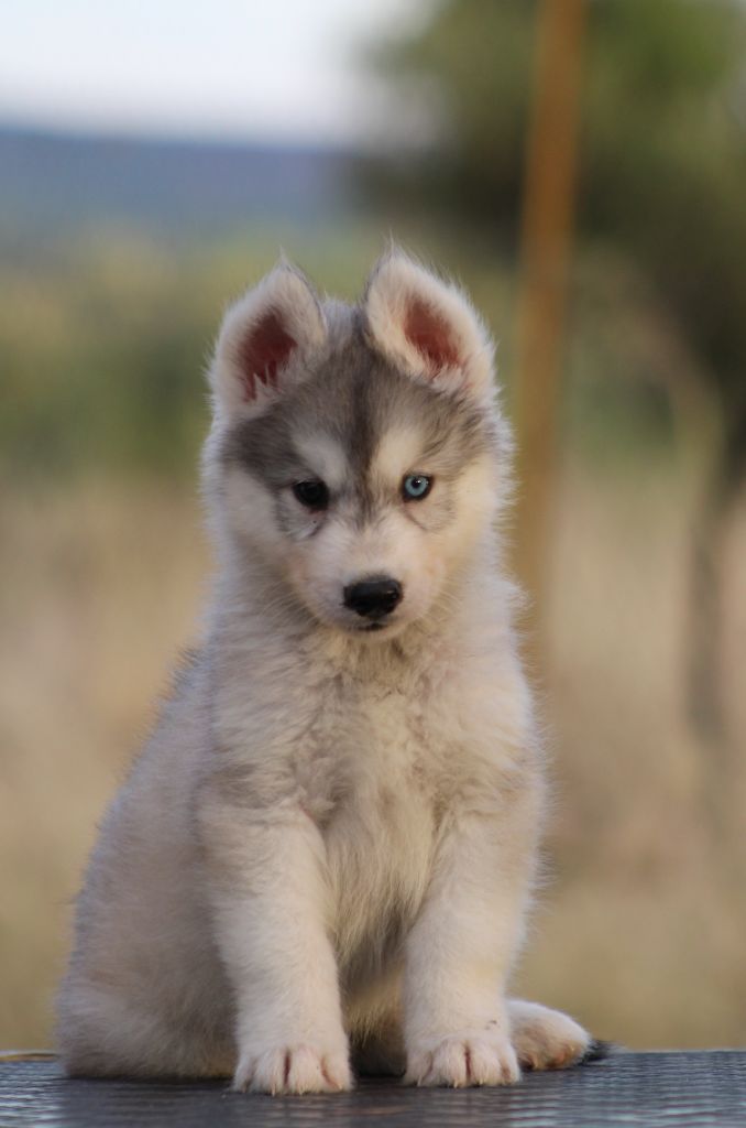 Of Masadora - Chiots disponibles - Siberian Husky