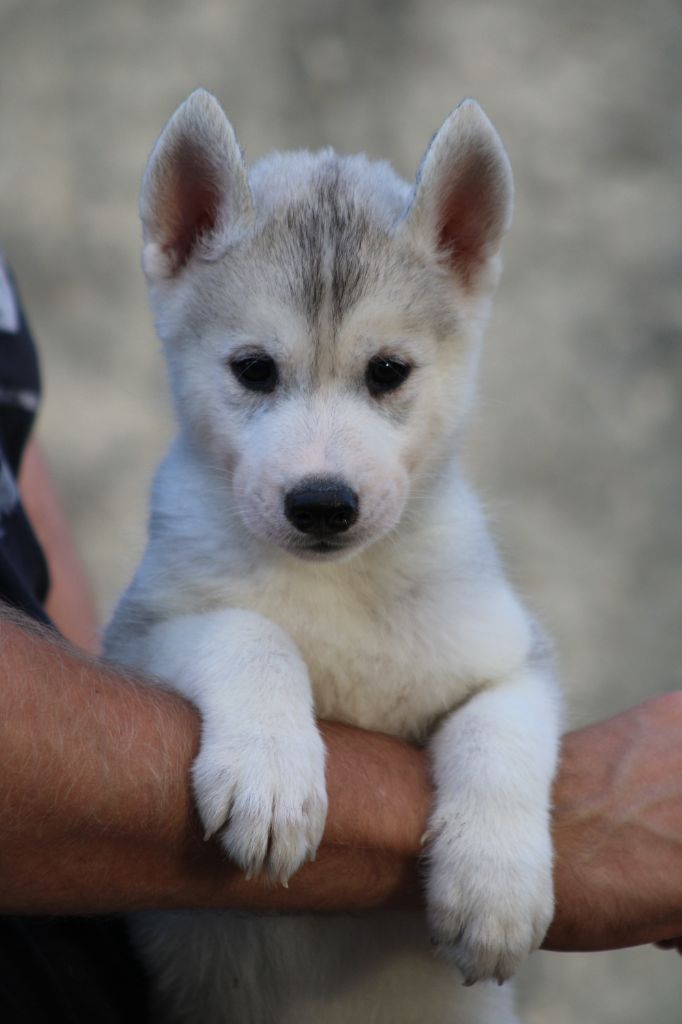 Of Masadora - Chiots disponibles - Siberian Husky