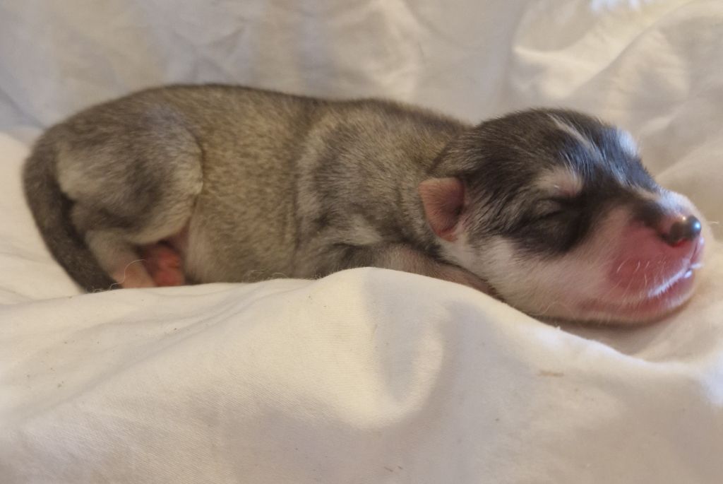 Of Masadora - Chiots disponibles - Siberian Husky