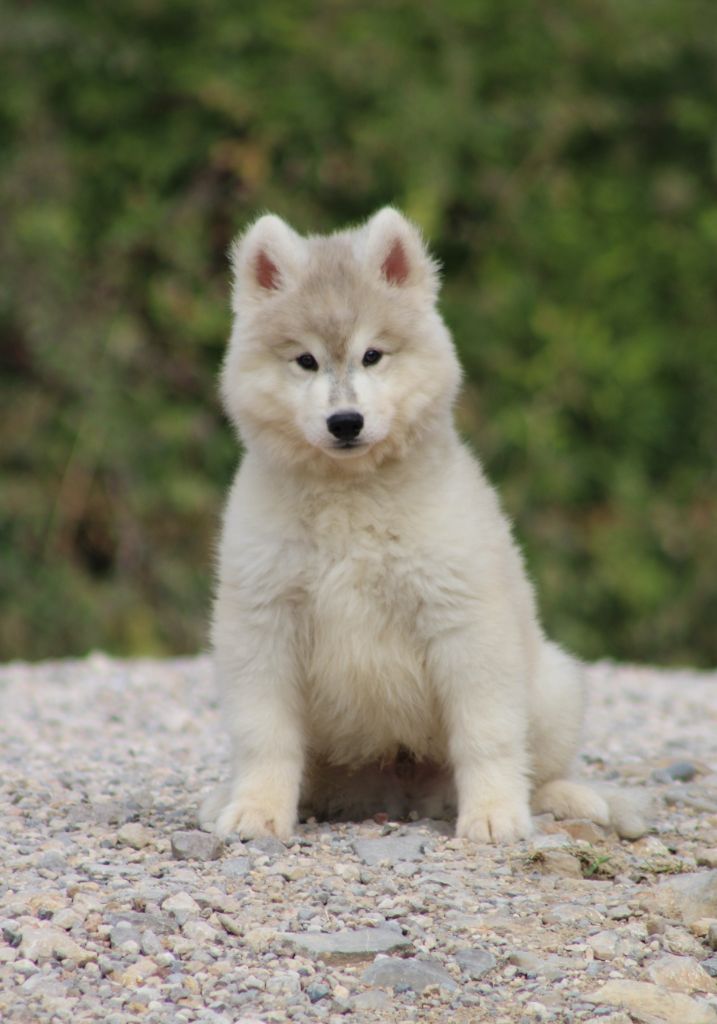 Of Masadora - Chiots disponibles - Siberian Husky