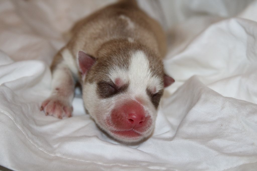 Of Masadora - Chiots disponibles - Siberian Husky